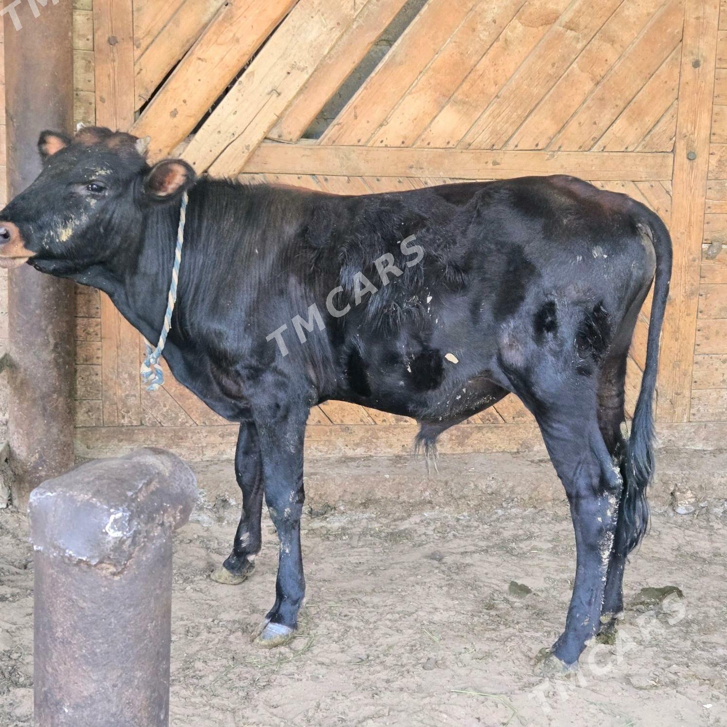 okuz - Gypjak - img 3