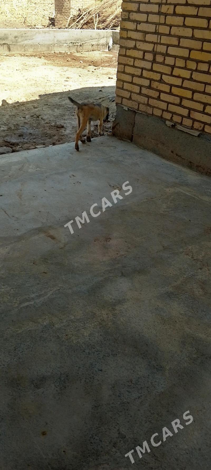 ÇOPAN ITI - Türkmenabat - img 2