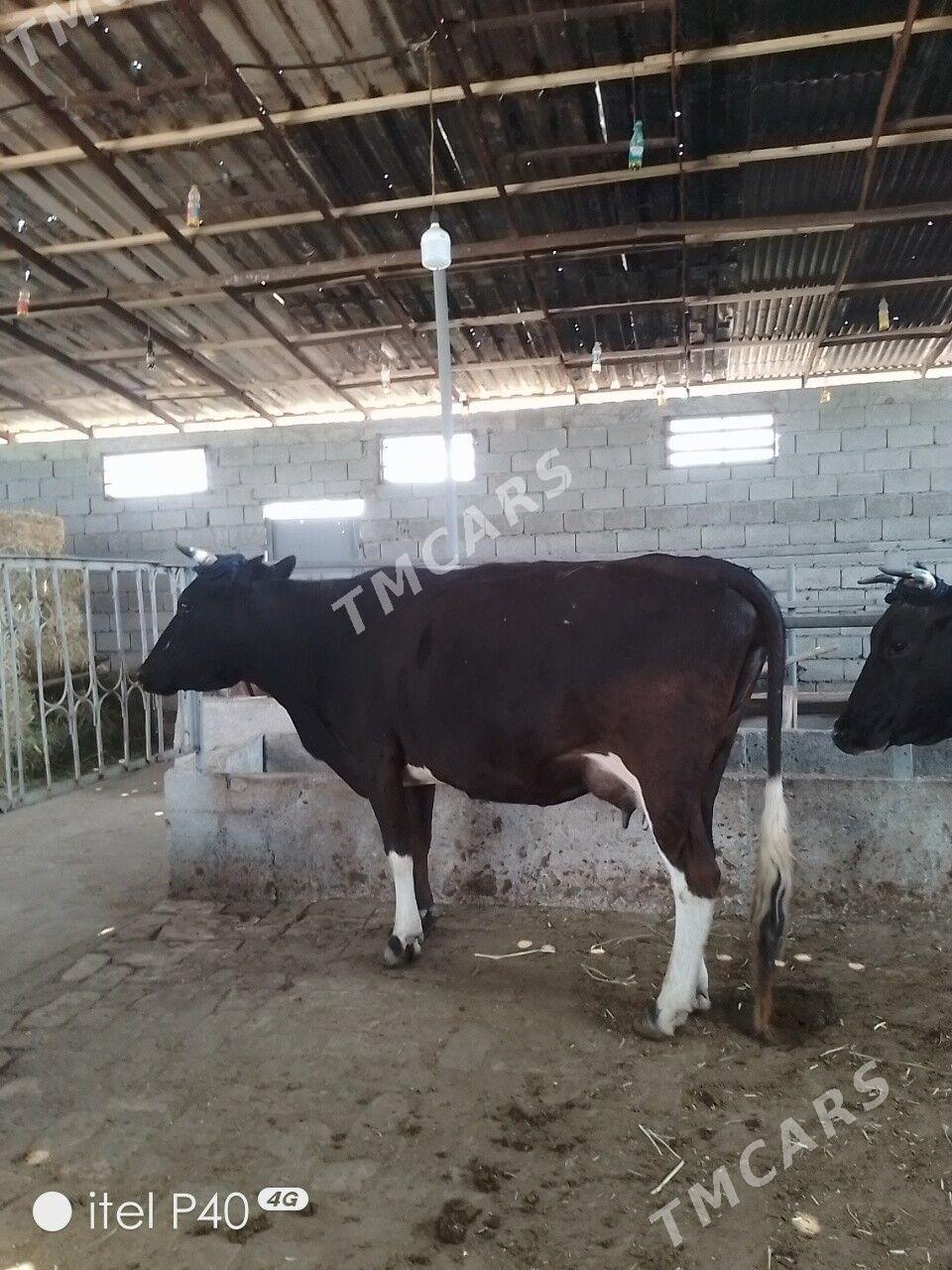 ARASSA GIBIRIT GOLELI SYGYR - Garadamak - img 2