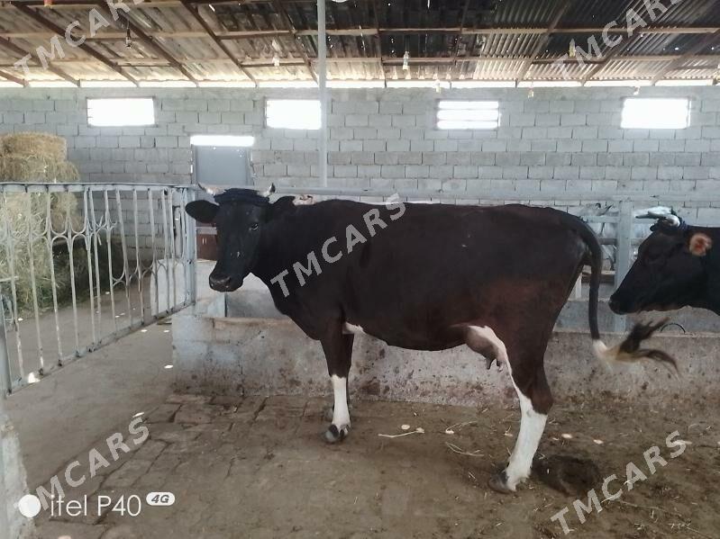 ARASSA GIBIRIT GOLELI SYGYR - Garadamak - img 3