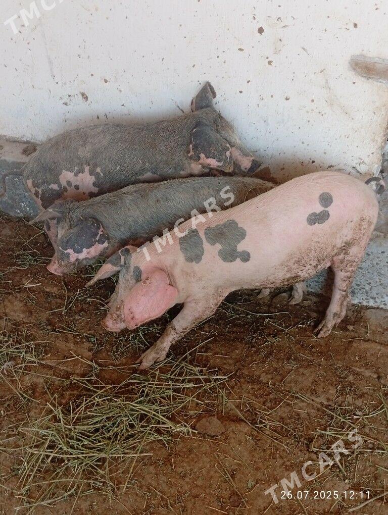 Donuz - Türkmenabat - img 3