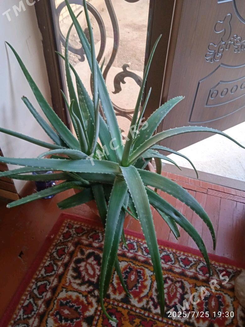 Aloe gul - Mary - img 3