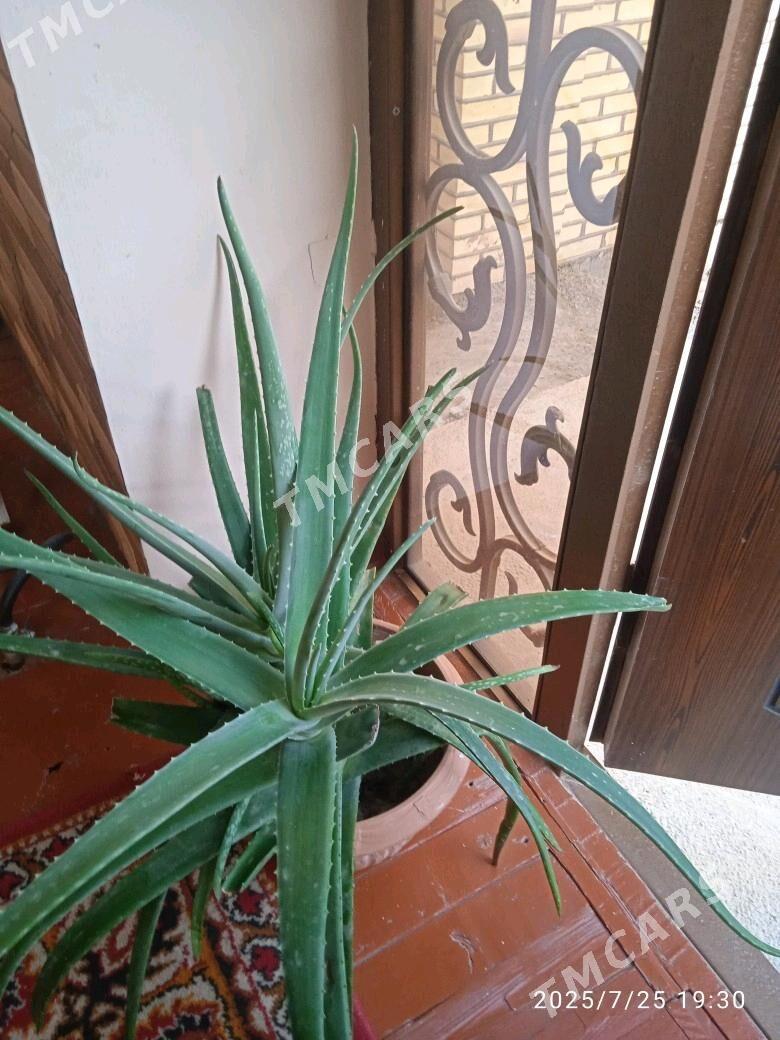 Aloe gul - Mary - img 4