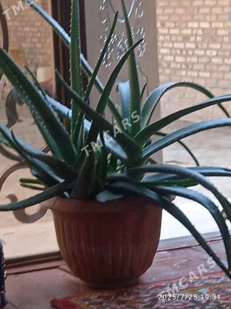 Aloe gul - Mary - img 2