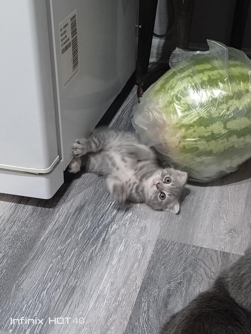 вислоухие котята - Mary - img 3