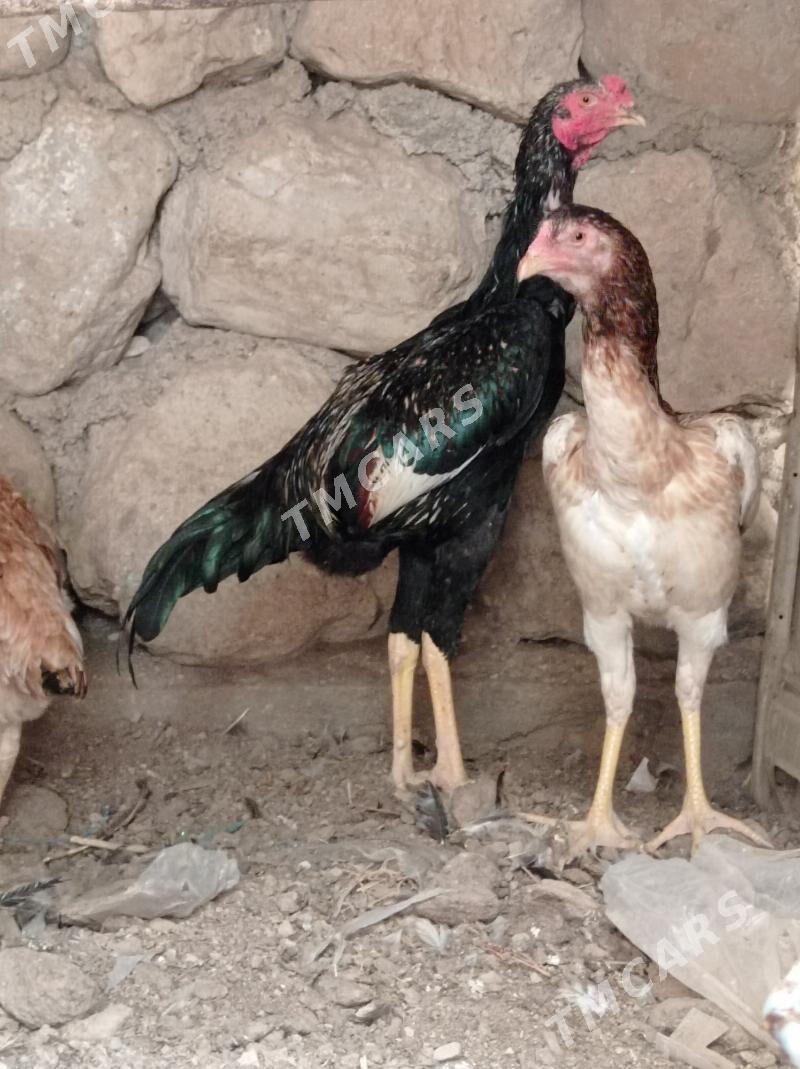 taskent horaz maki - Jebel - img 6