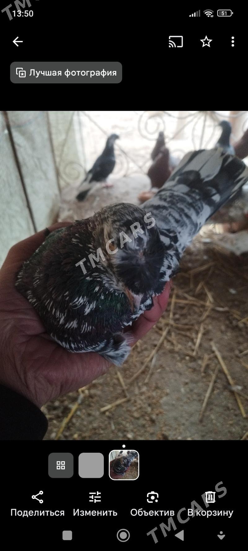 kepder - Türkmenabat - img 2