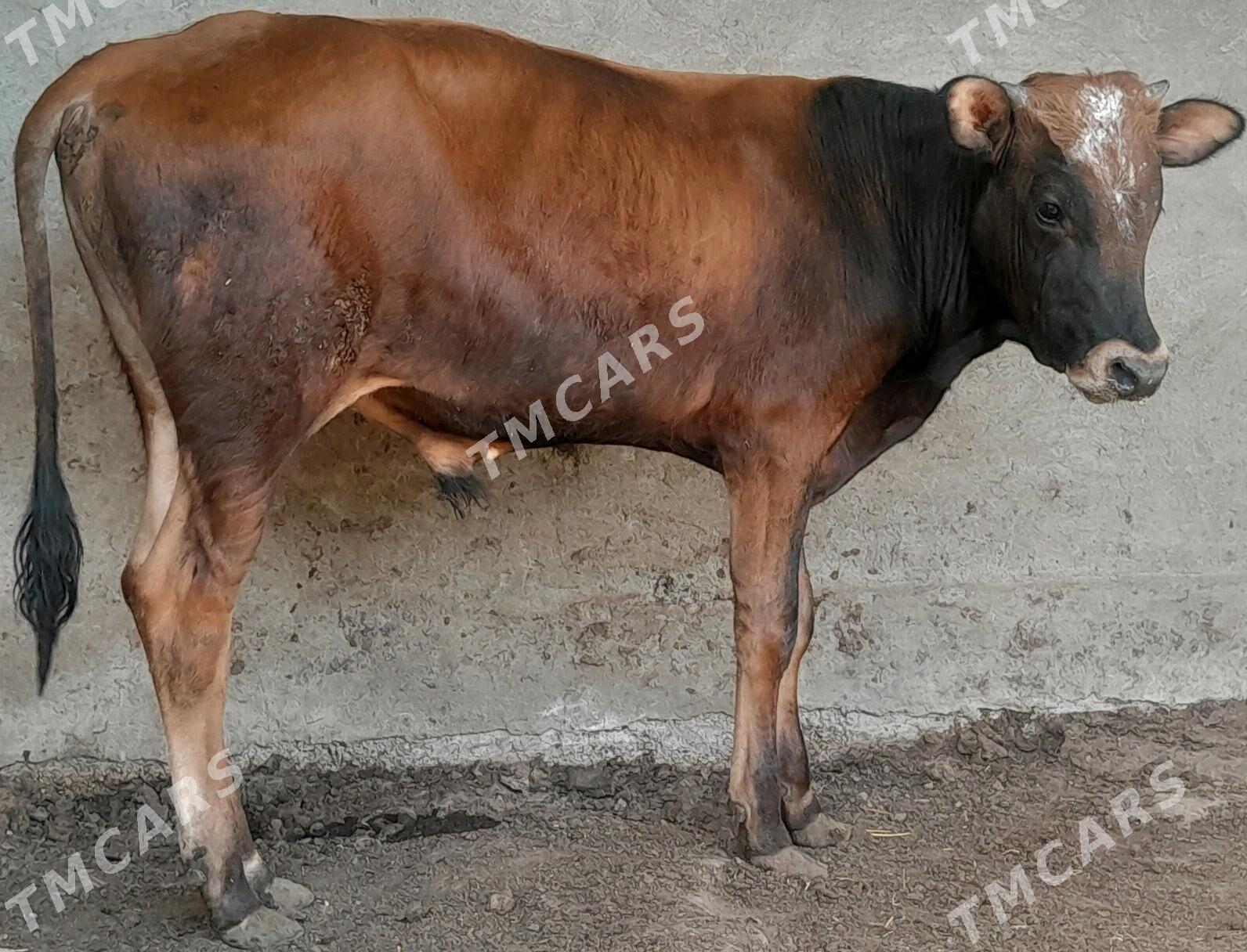 Okuz - Bagyr - img 2