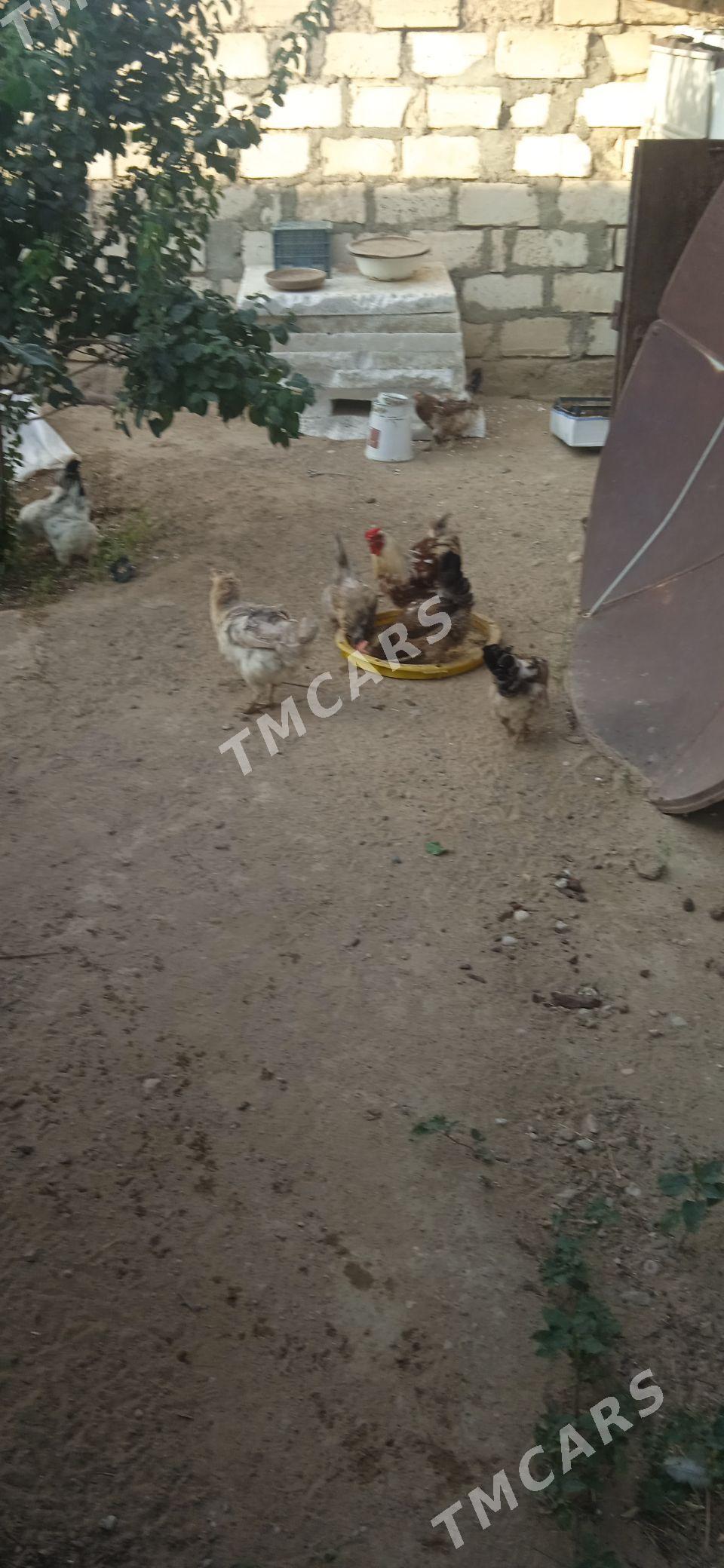 towuklar - Türkmenbaşy - img 3