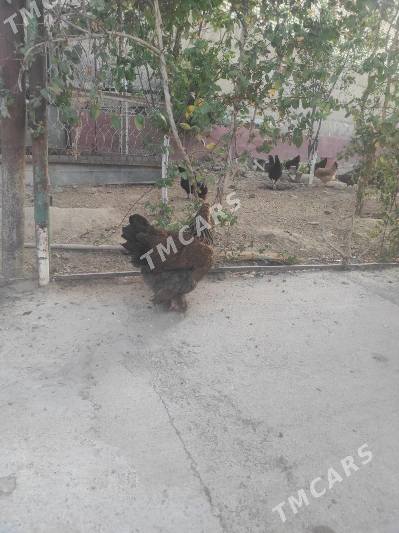 Satlyk Towuk Brama - Bagyr - img 2