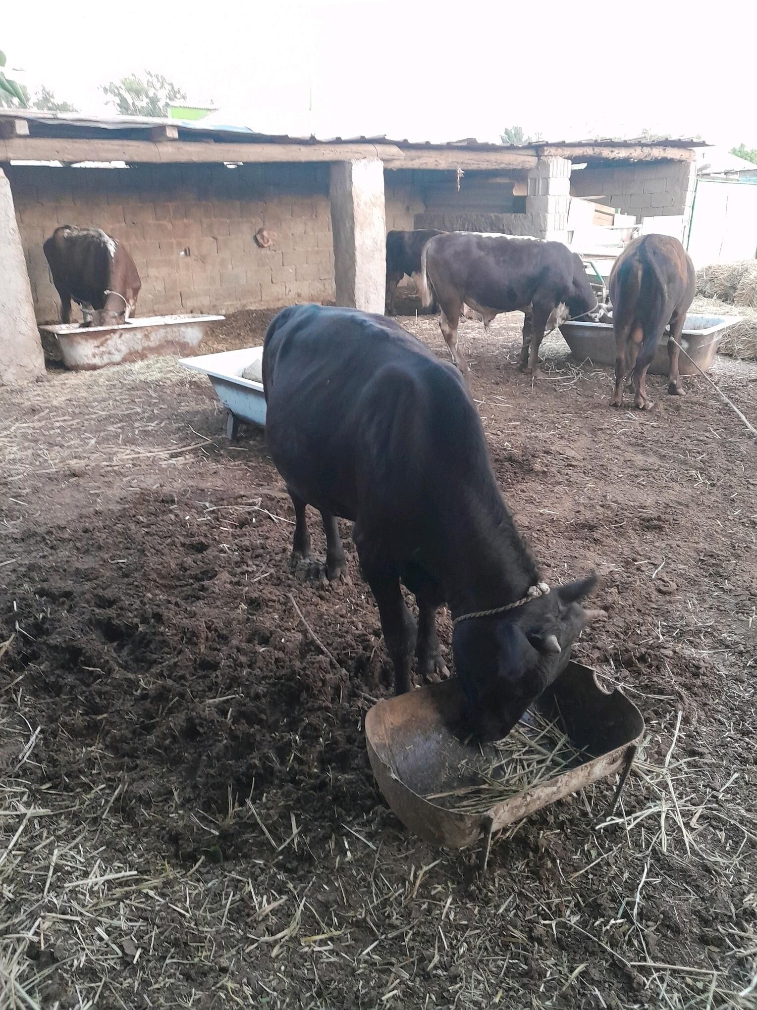 Ökuz 1 ýaşan - Köşi - img 3