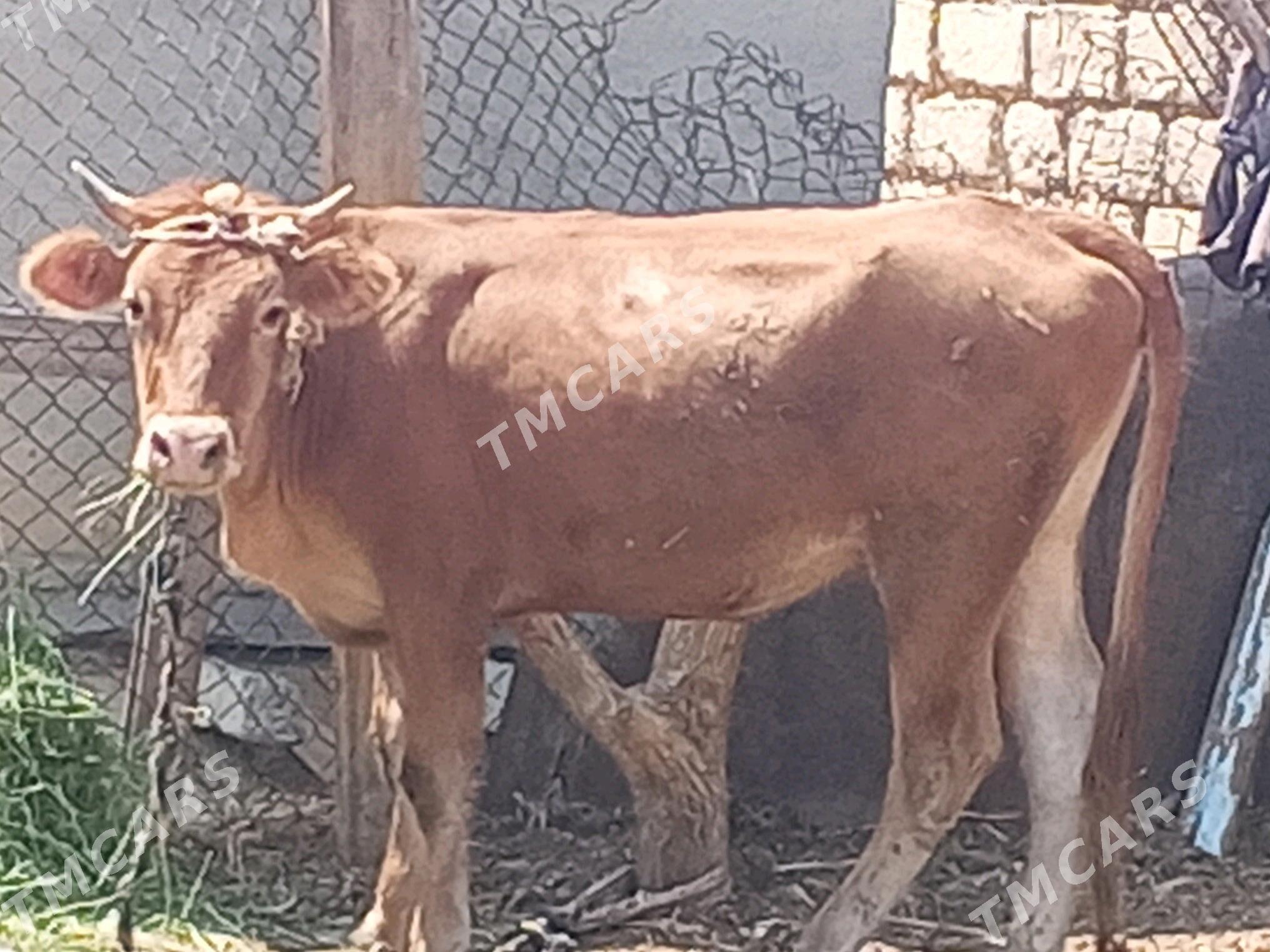 Göleli sygyr,, öküz,, tüwe ,, - Änew - img 6