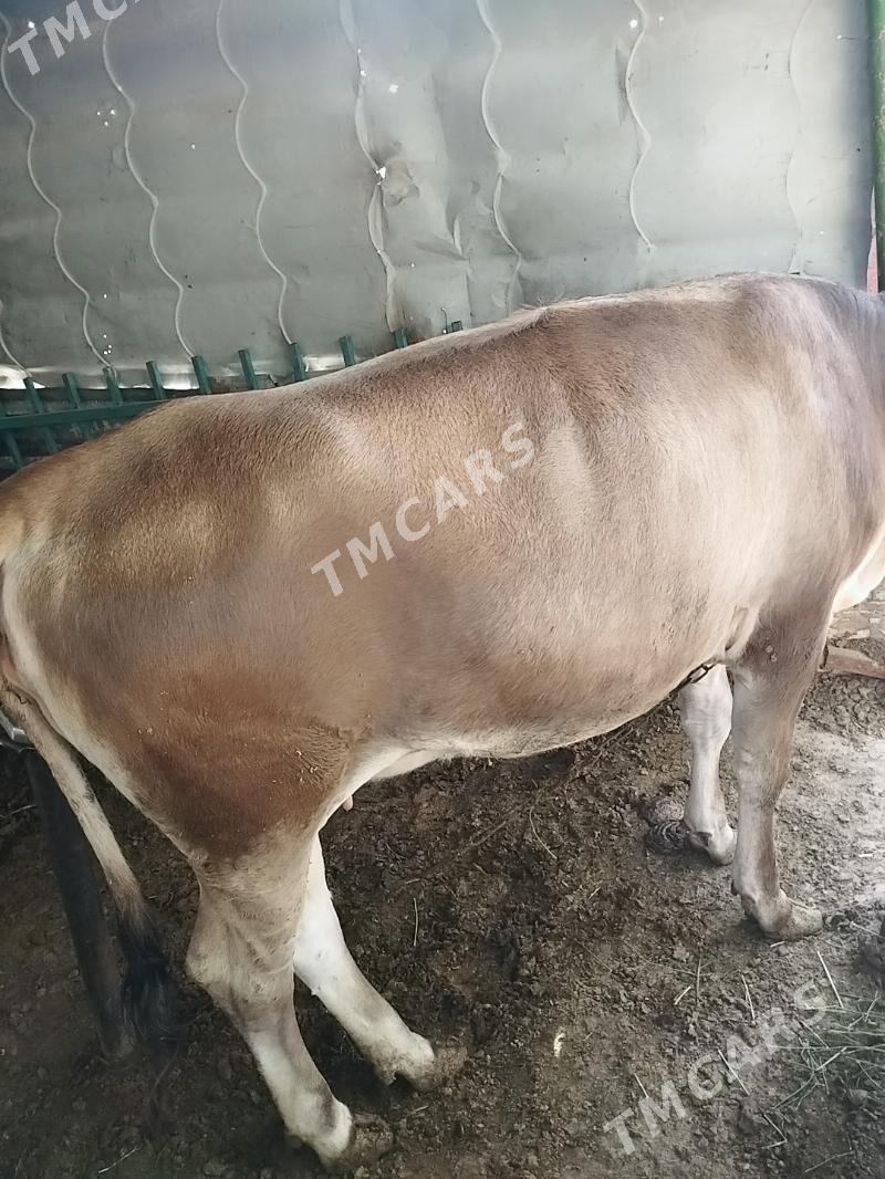 Göle - Тязе заман - img 3