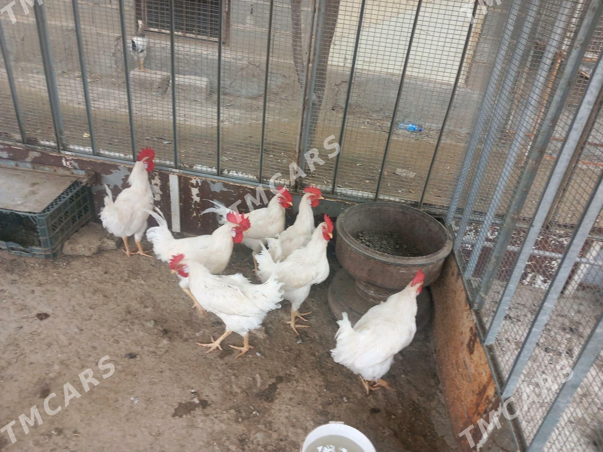 Horaz - Bereket - img 2
