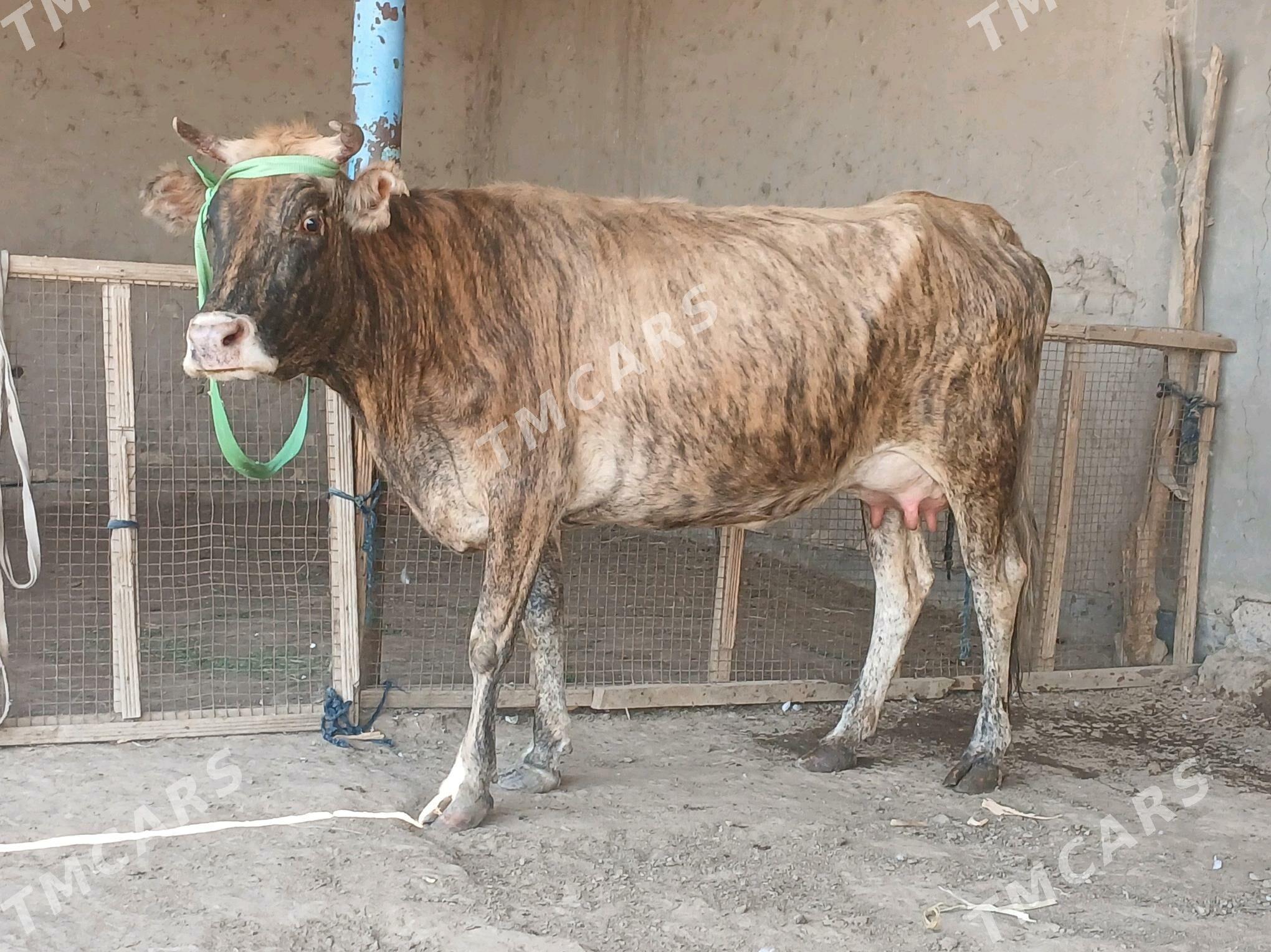 goleli - Wekilbazar - img 3