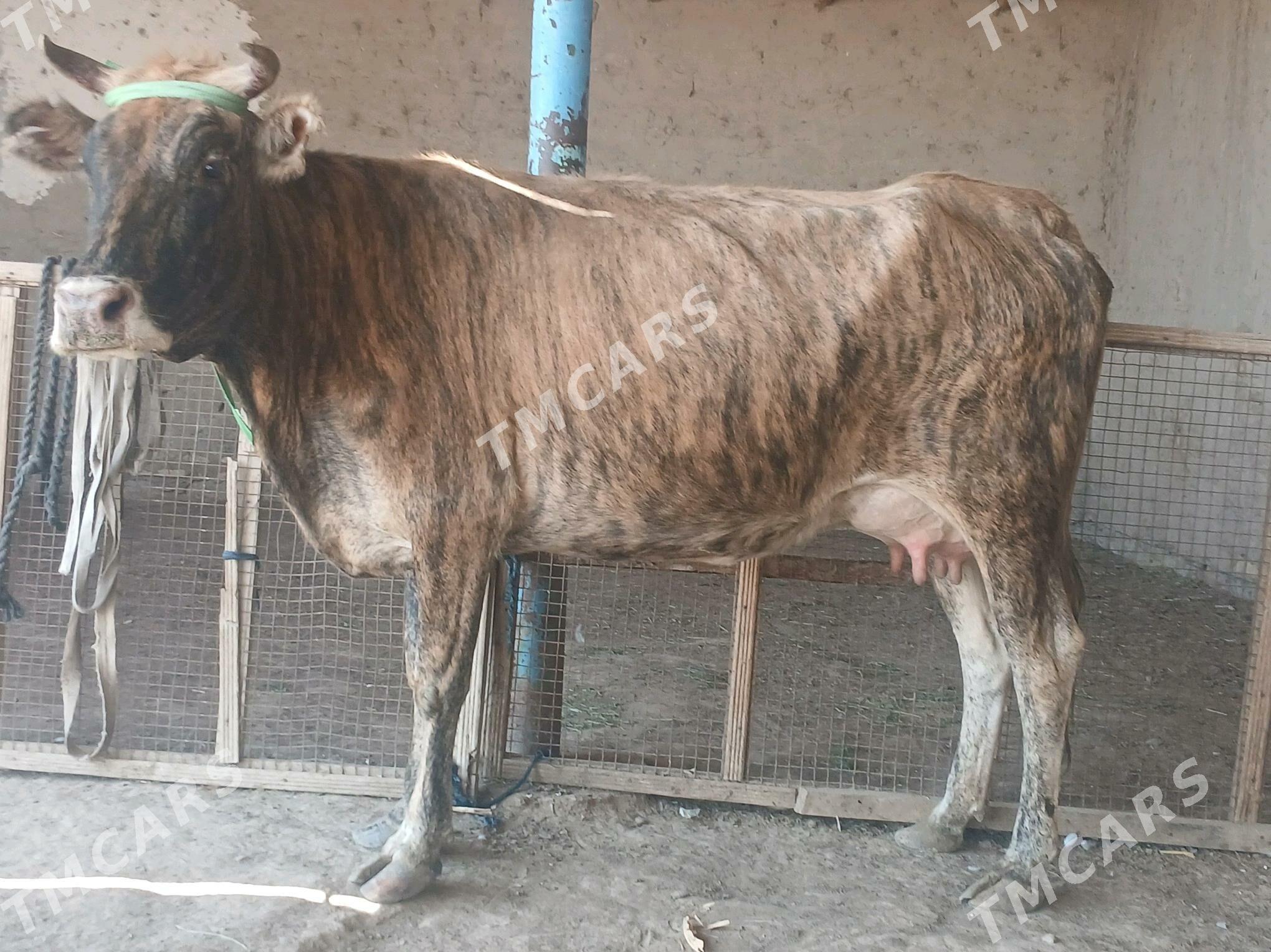 goleli - Wekilbazar - img 8