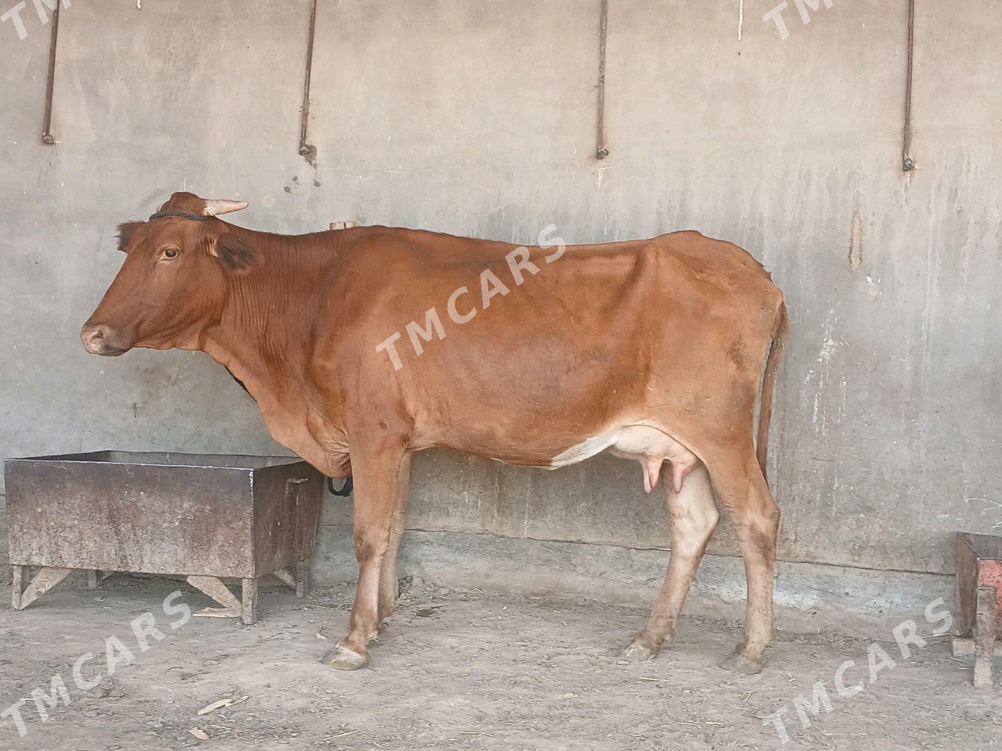 goleli - Wekilbazar - img 6