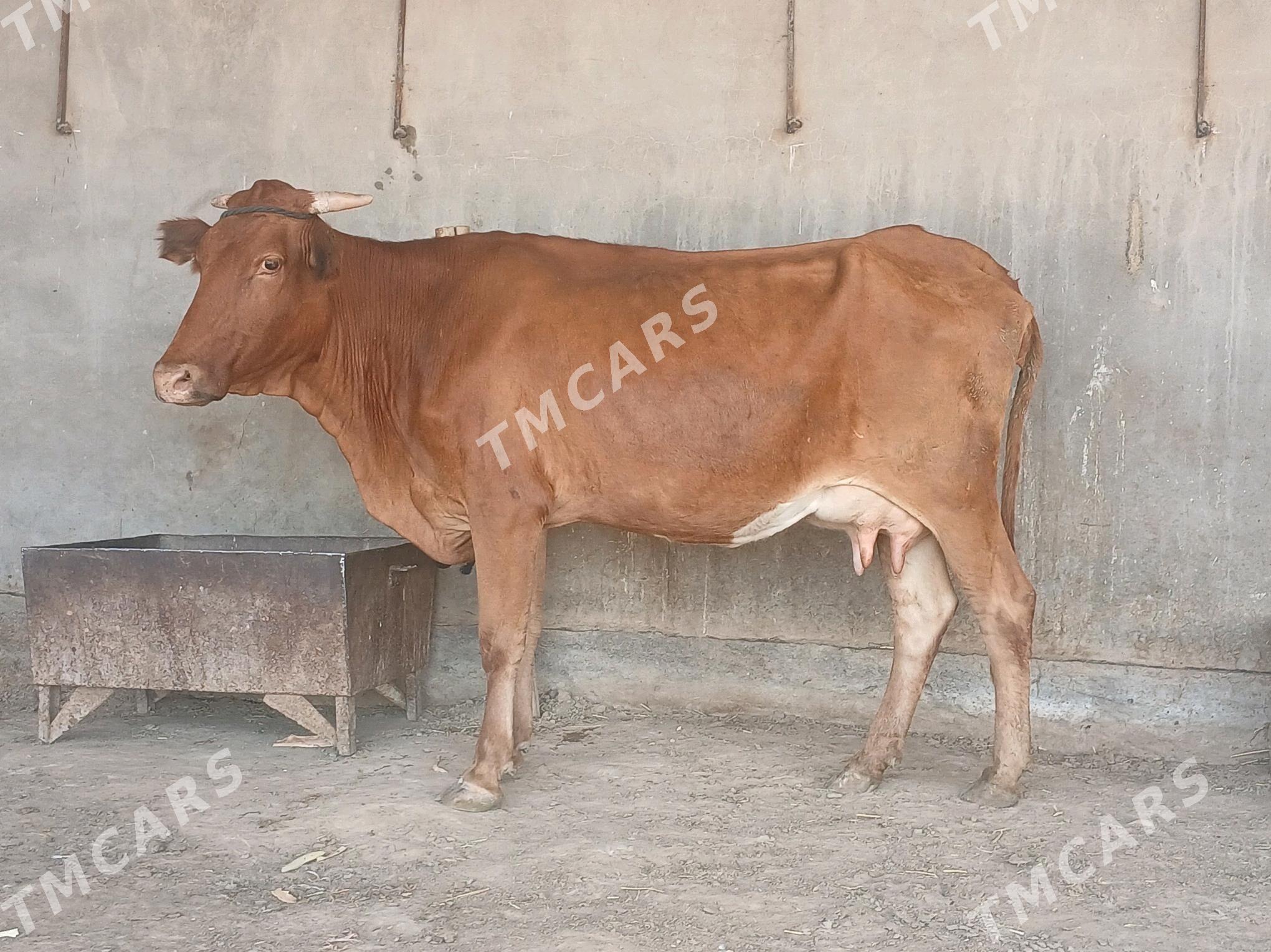 goleli - Wekilbazar - img 8