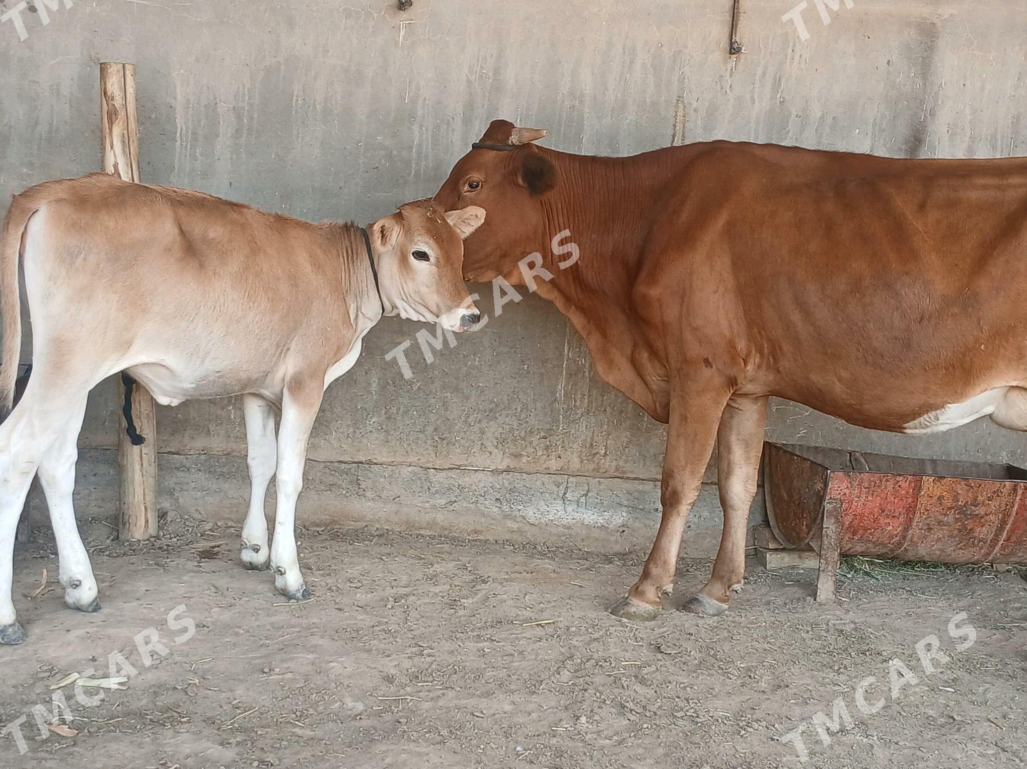 goleli - Wekilbazar - img 9