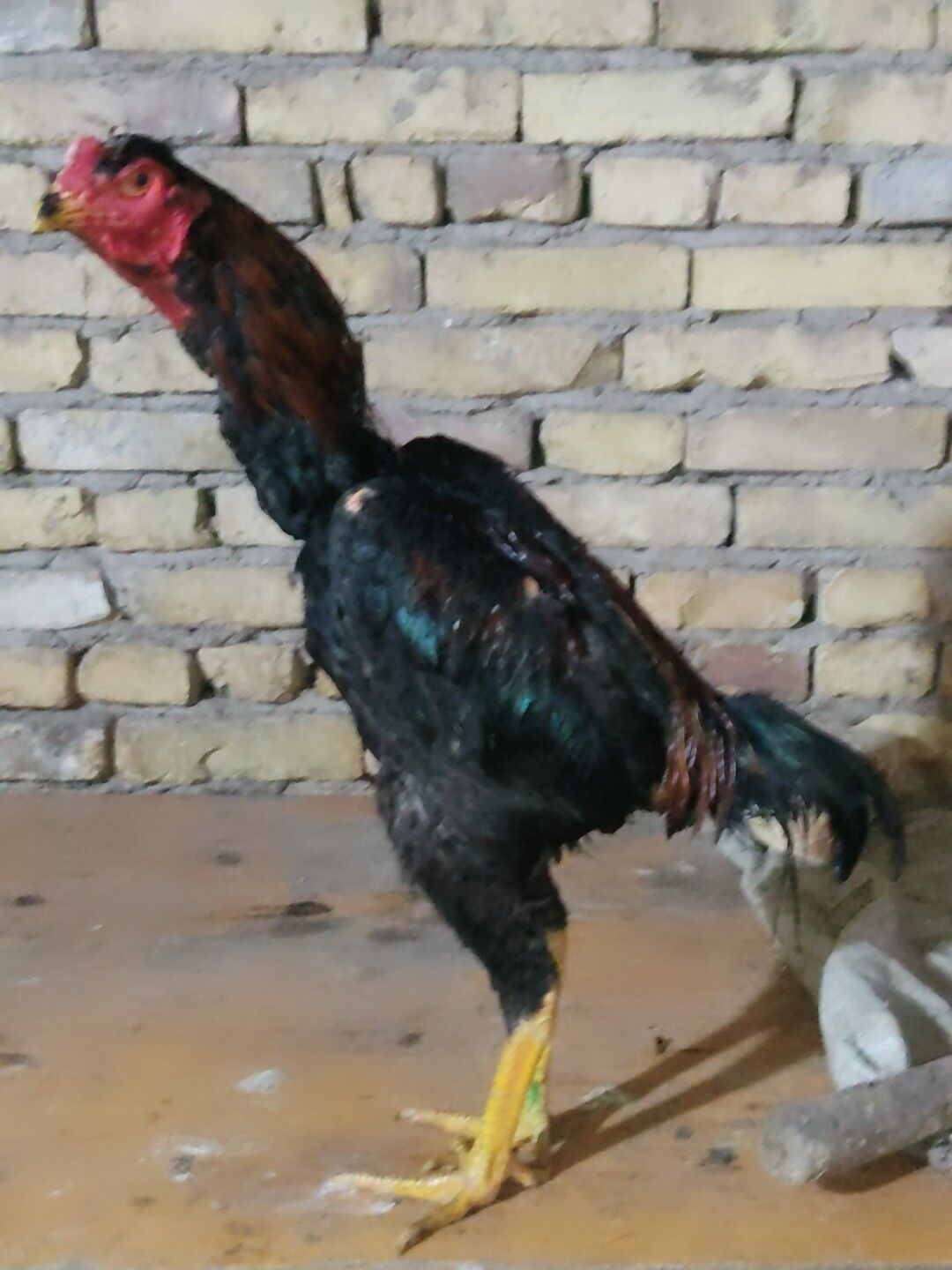 boysowy horazlar - Türkmenabat - img 5