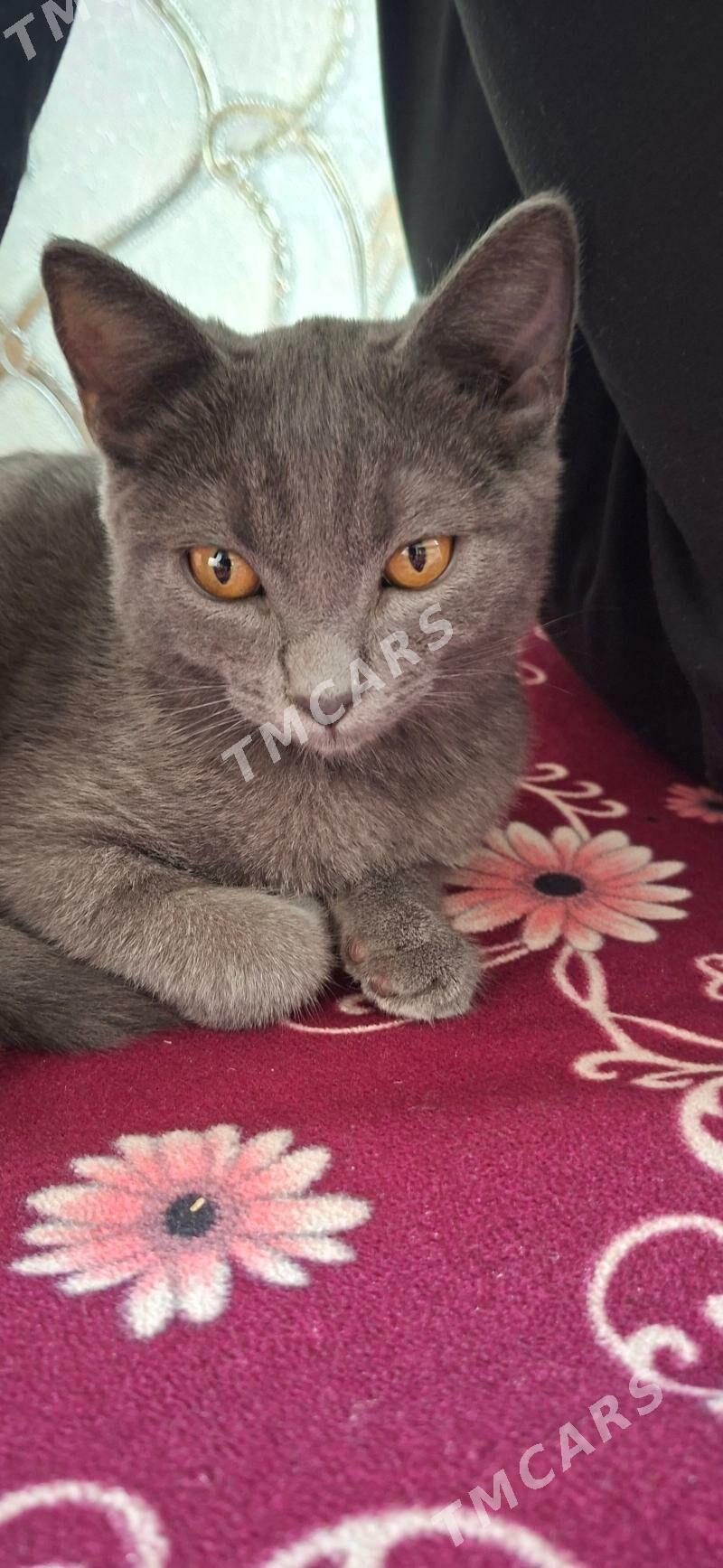 Шотландский котёнок.Pisik sotl - 4 mkr - img 2