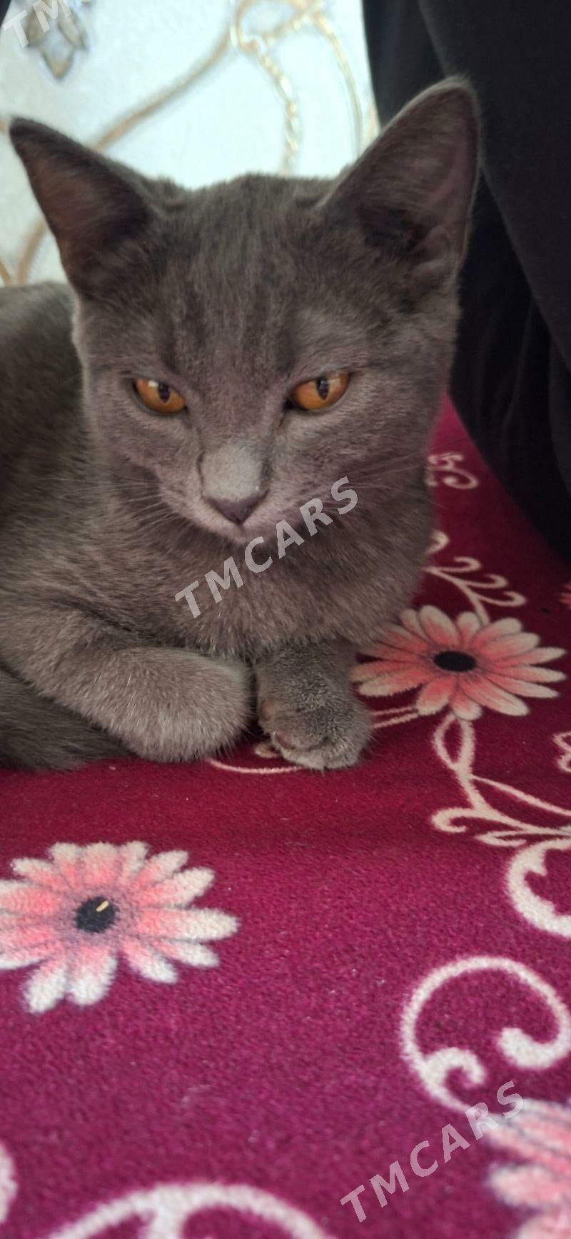 Шотландский котёнок.Pisik sotl - 4 mkr - img 3