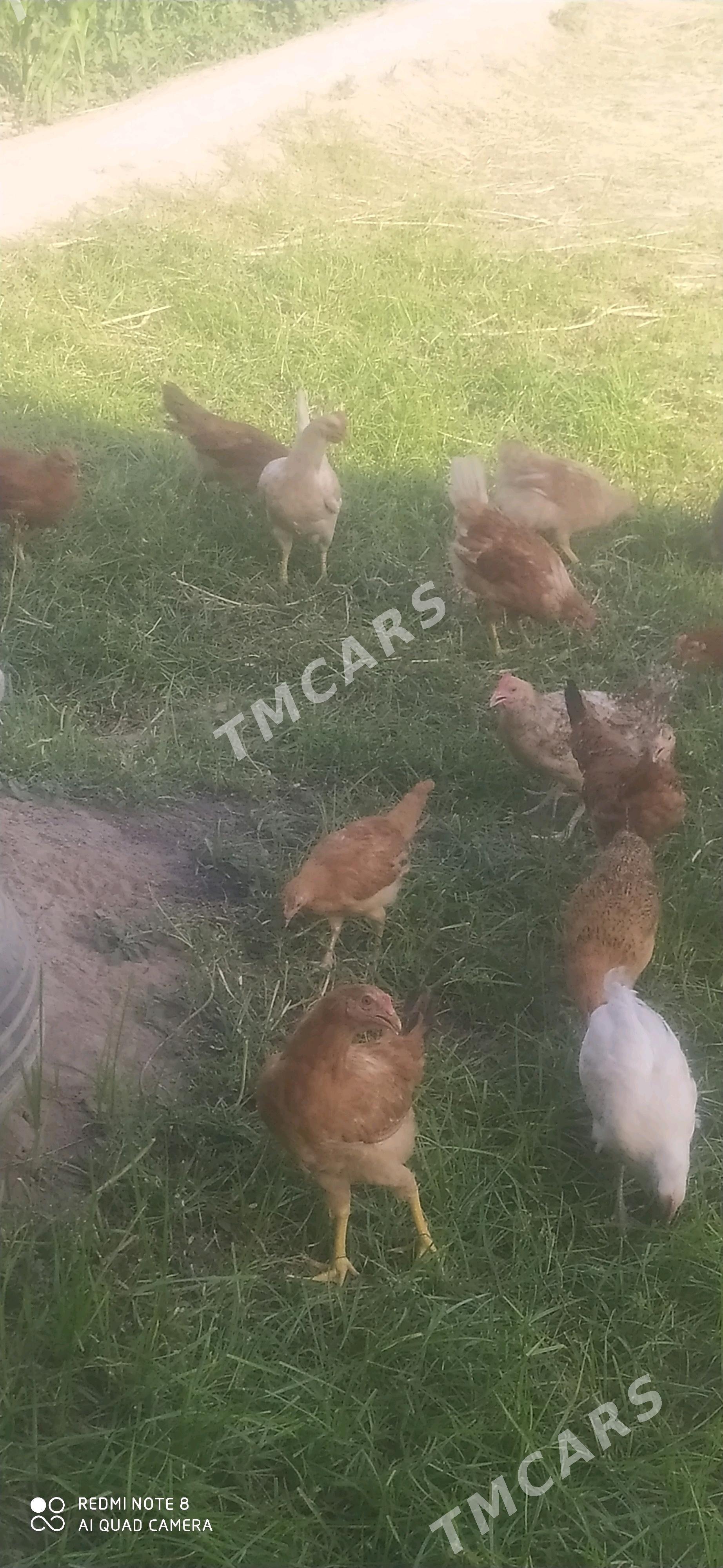 JUJELER - Halaç - img 2