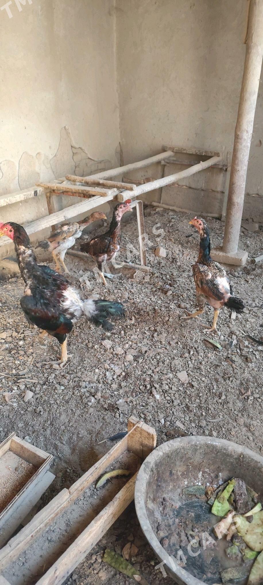 paroda towuk juyje horaz - Дашогуз - img 3