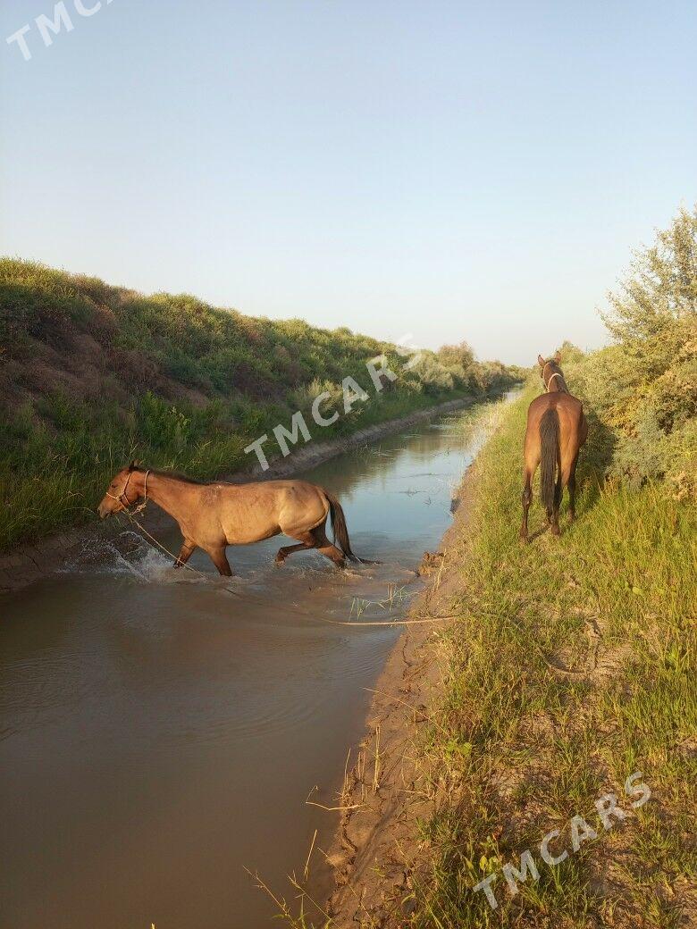 at - Köneürgenç - img 2
