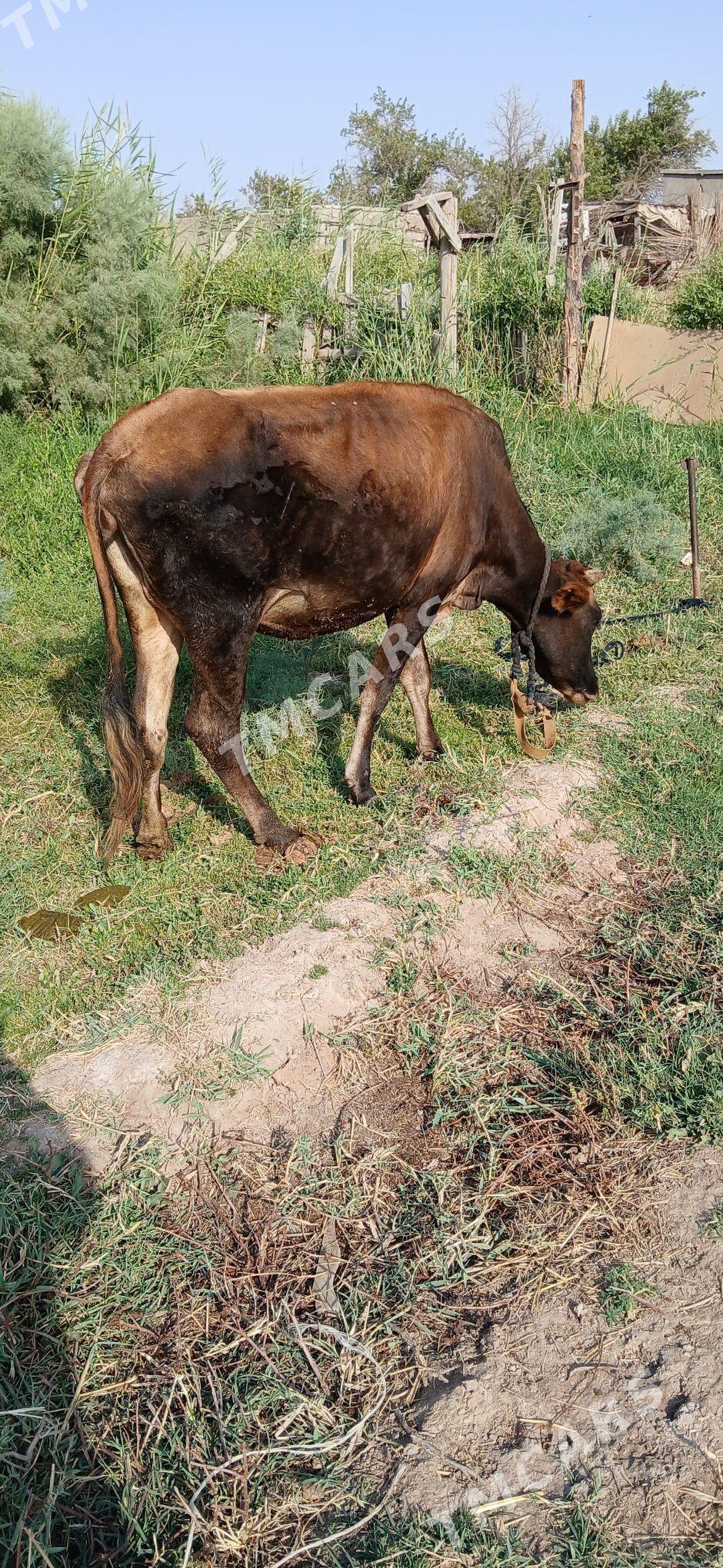 sygyr - Babadaýhan - img 3