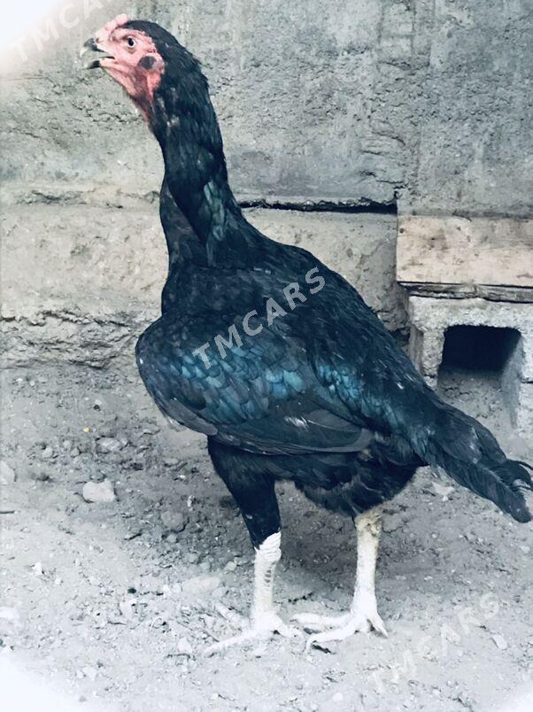 taskent towuk - Aşgabat - img 2