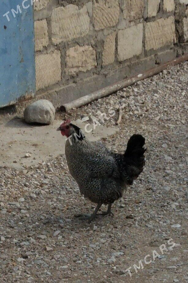 towuk - Balkanabat - img 3