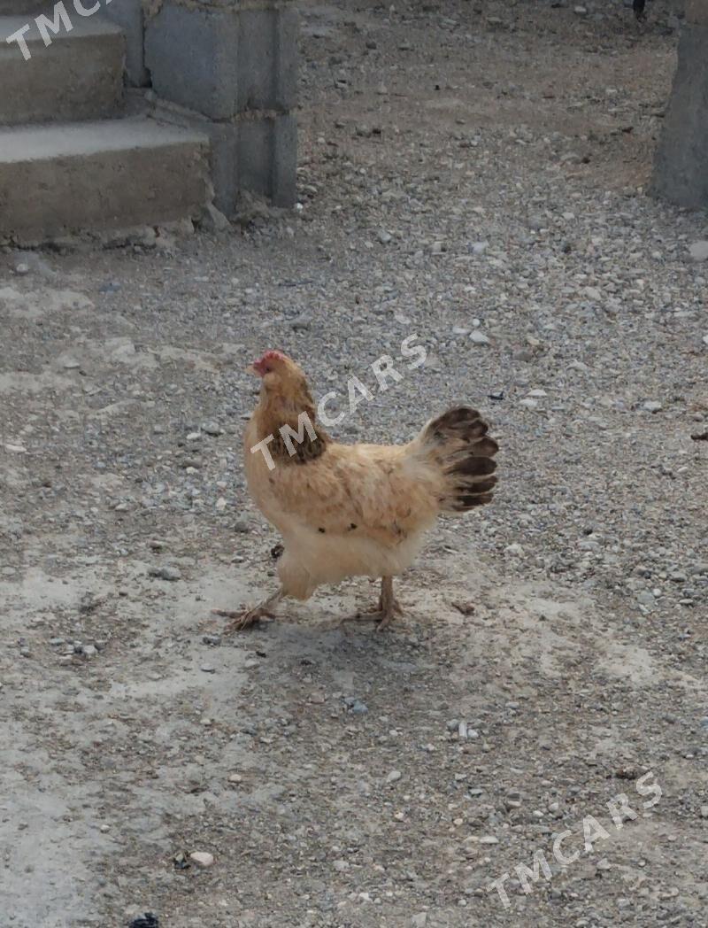 towuk - Balkanabat - img 2