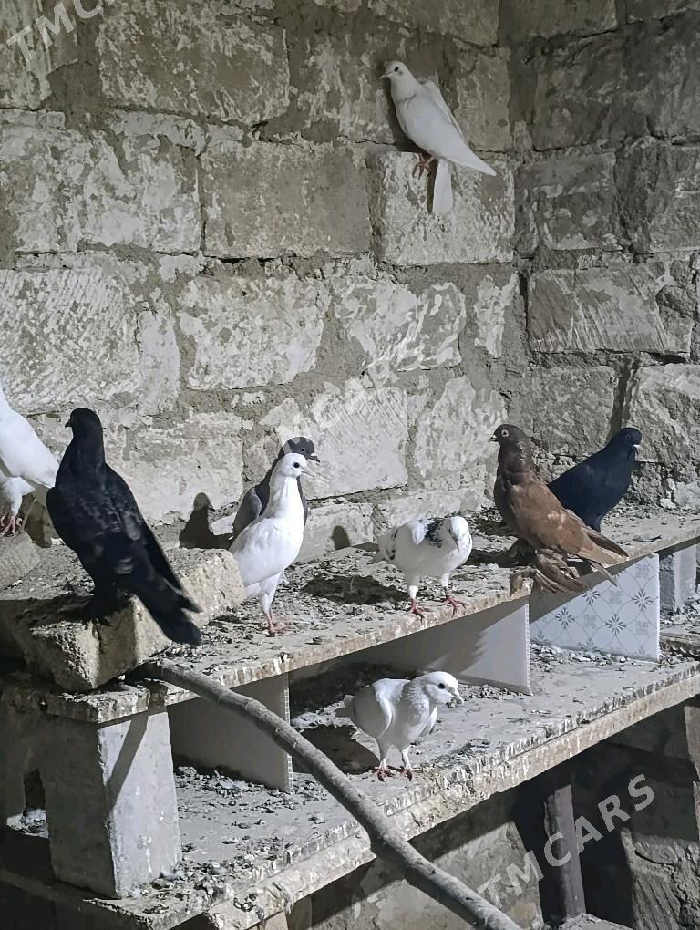 голуби kepter - Türkmenbaşy - img 2