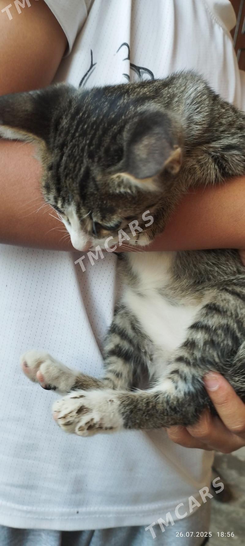котенок - Türkmenabat - img 2