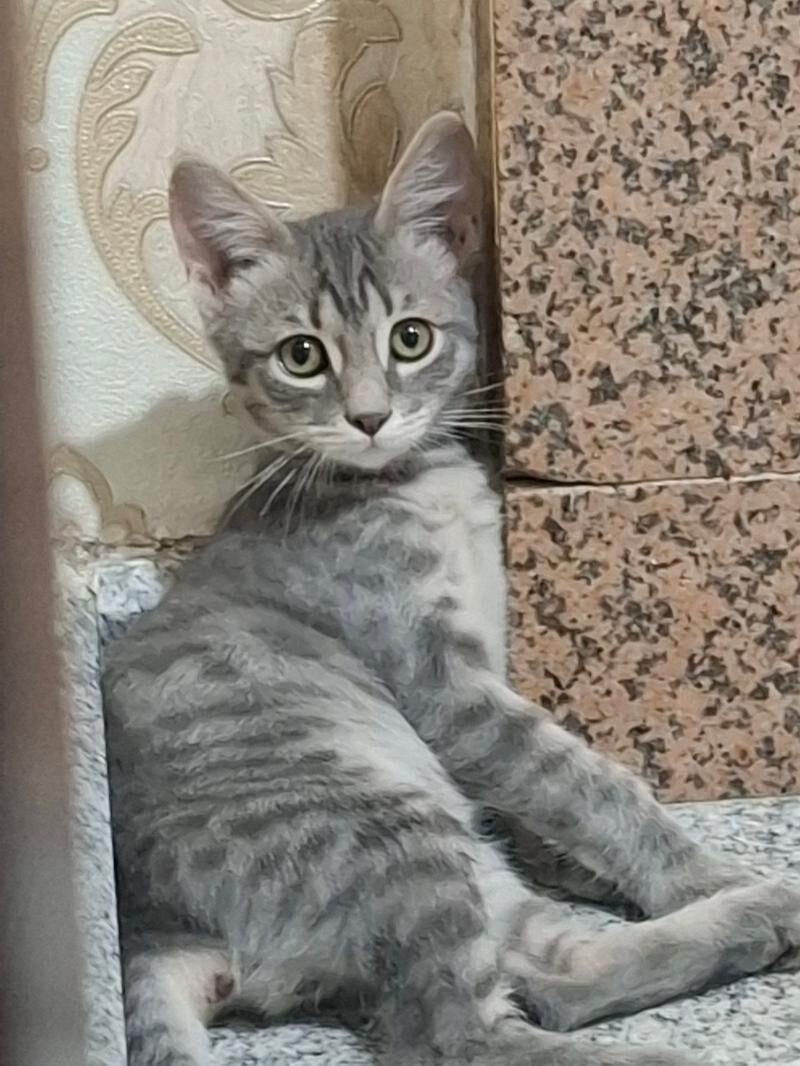 Котёнок♡ - Aşgabat - img 5