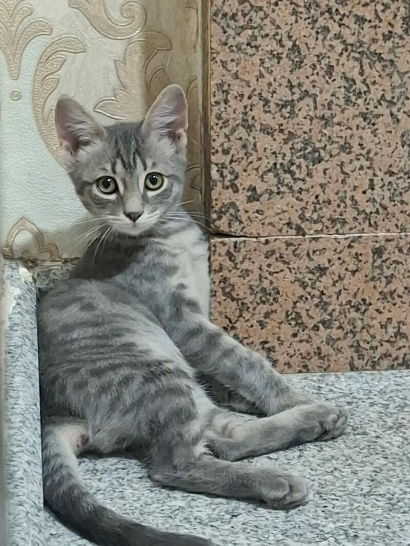 Котёнок♡ - Aşgabat - img 6