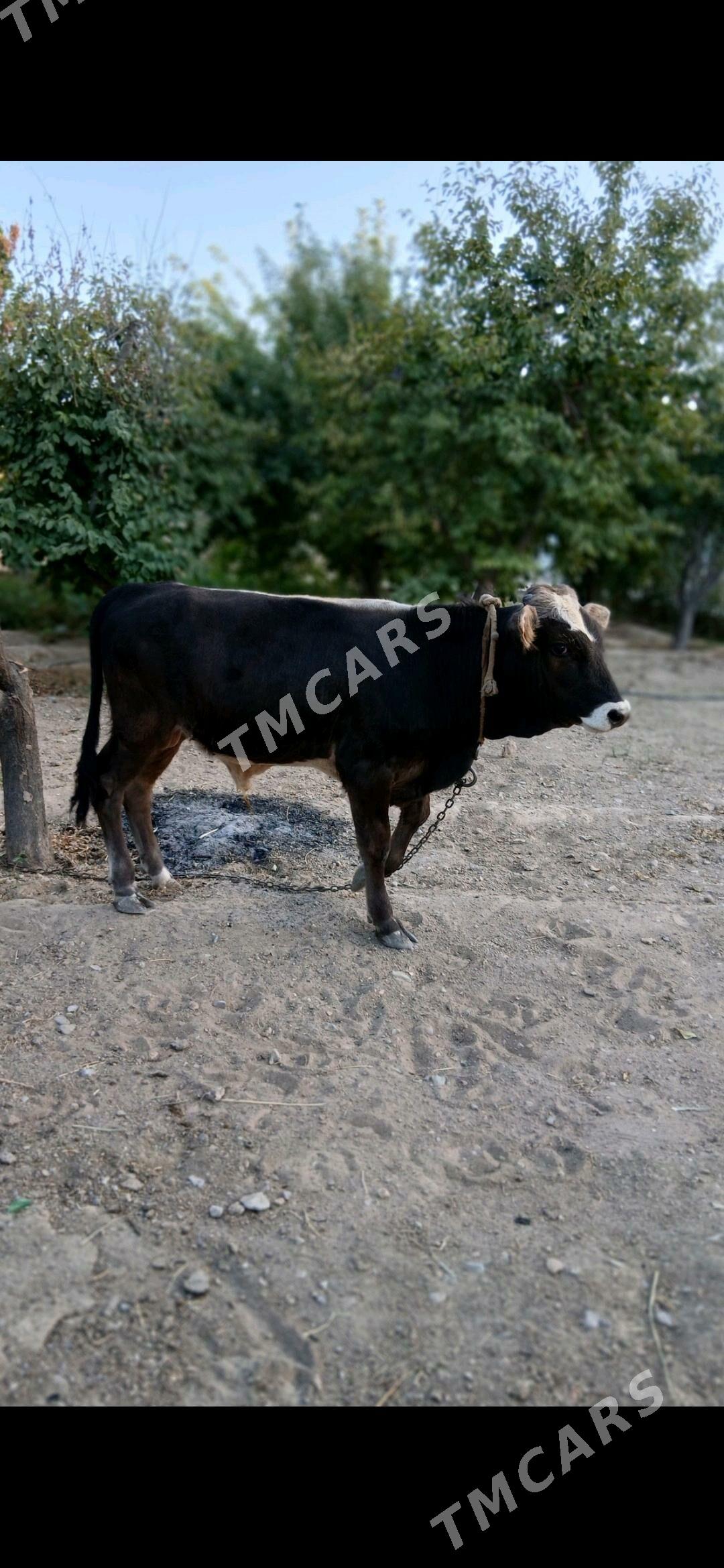 ÖKÜZ - Гёкдже - img 3