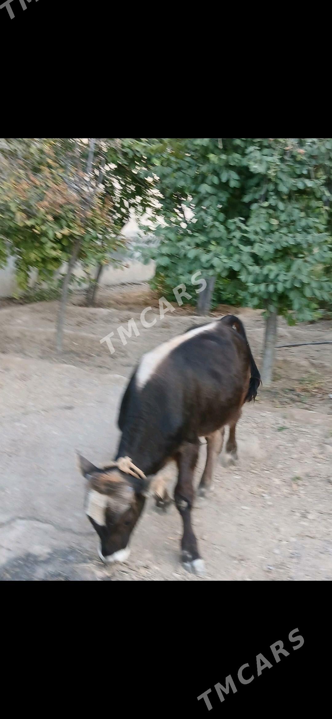 ÖKÜZ - Гёкдже - img 2