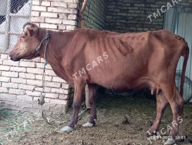 SYGYR YEKATAR - Murgap - img 2