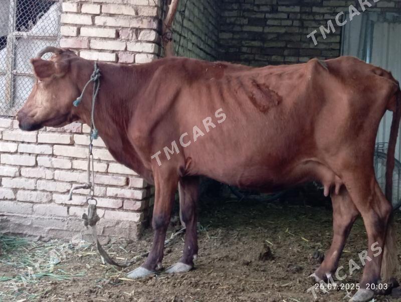 SYGYR YEKATAR - Murgap - img 3