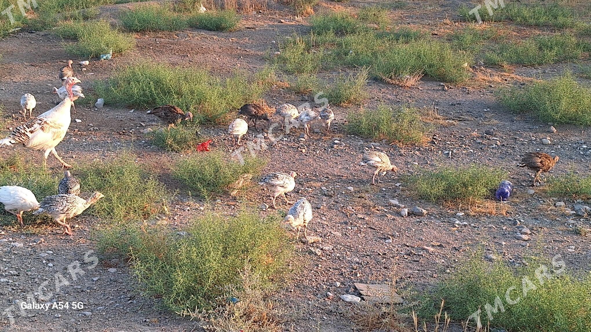induk juyje - Türkmenbaşy - img 4