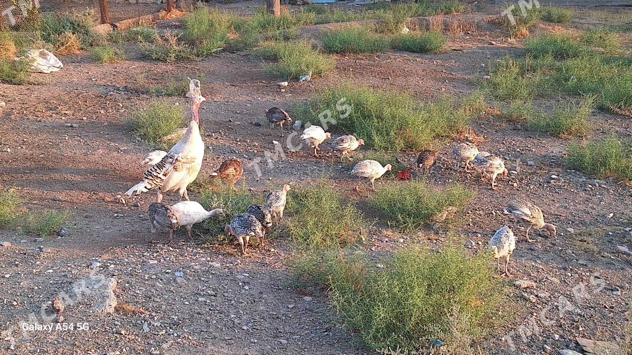 induk juyje - Türkmenbaşy - img 5