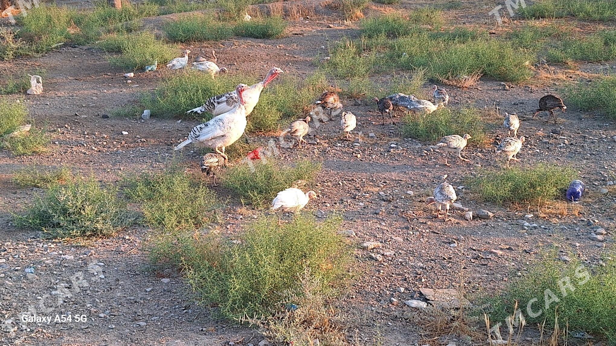 induk juyje - Türkmenbaşy - img 3