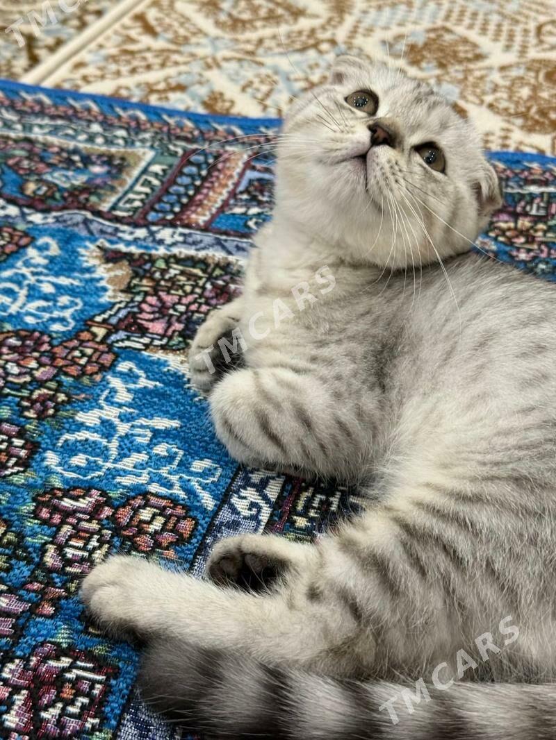 Pişik - Podwoýski köç. (Bitarap Türkmenistan şaýoly) - img 2