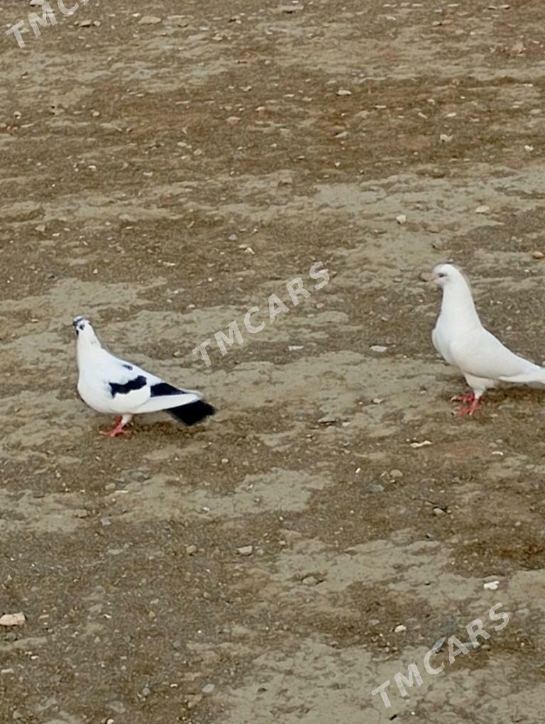 kepderi - Gyzylarbat - img 2