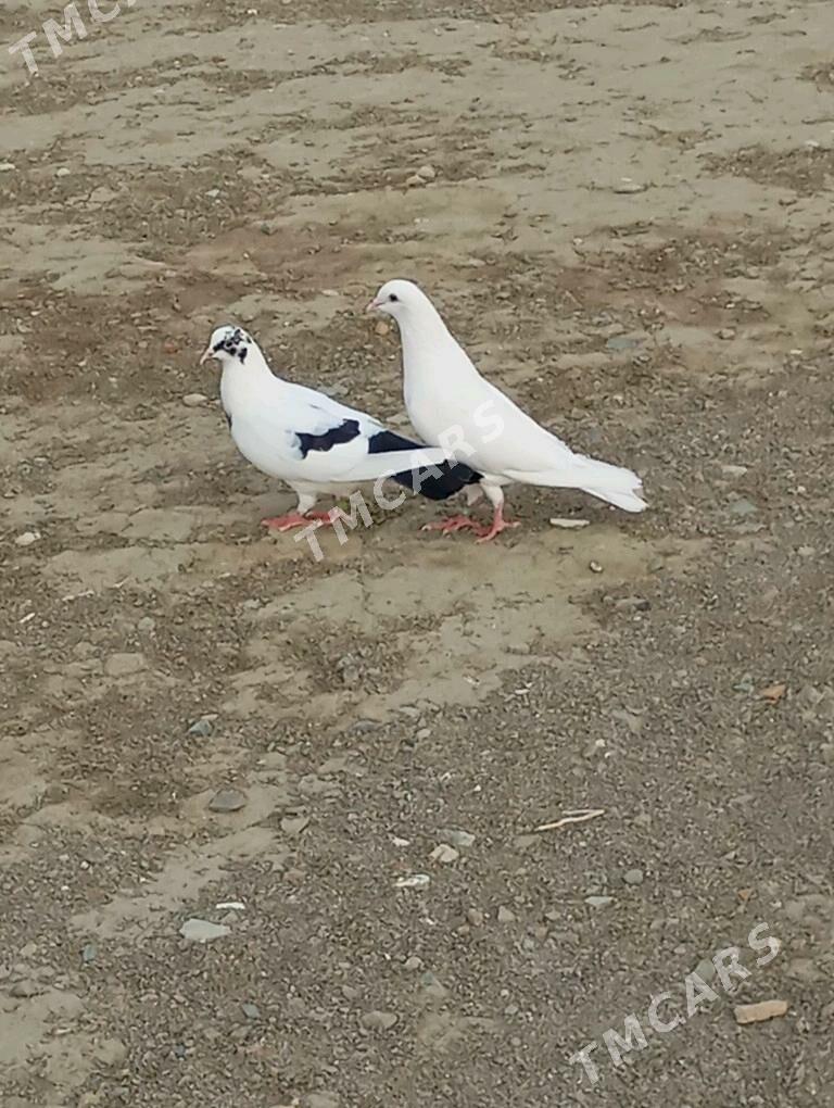 kepderi - Gyzylarbat - img 3