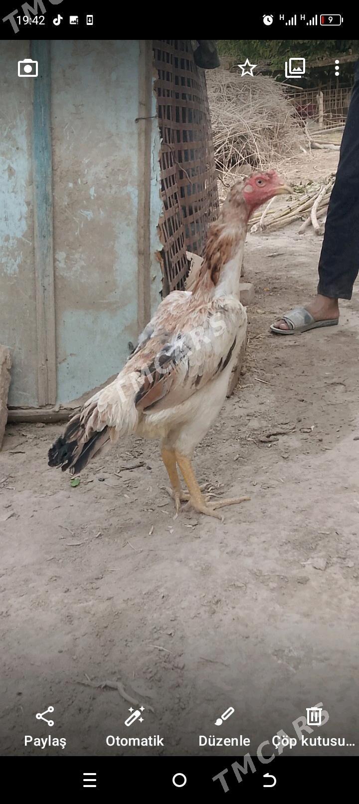 Ursak maki - Halaç - img 2