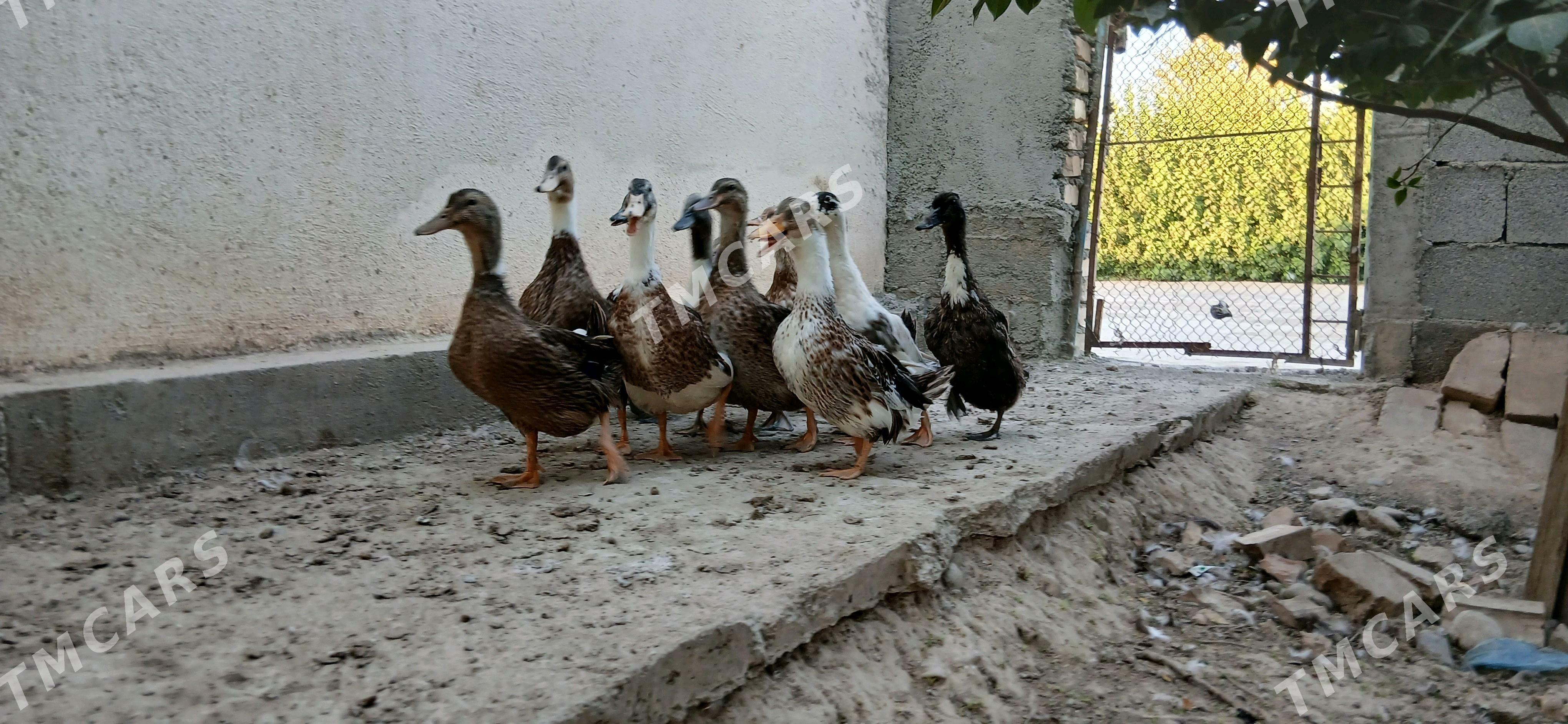 ORDEK - Änew - img 2