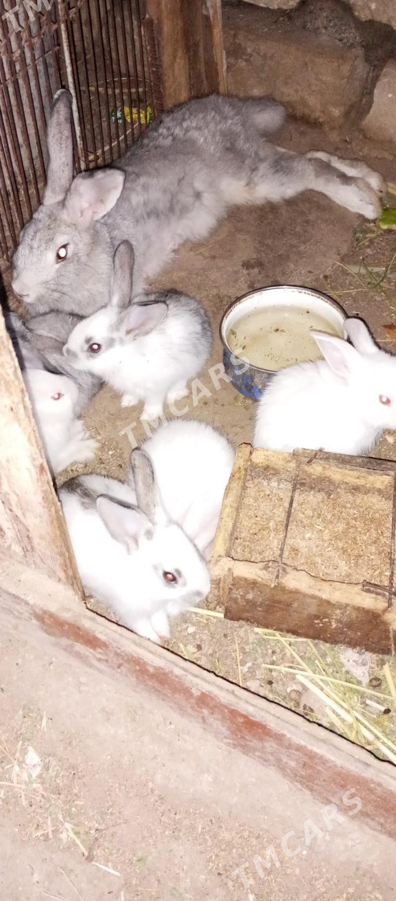 caga welikan towsan - Türkmenbaşy - img 2